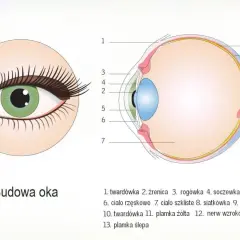 Schemat budowy ludzkiego oka z zaznaczonymi elementami: tęczówka, źrenica, soczewka, siatkówka i nerw wzrokowy.