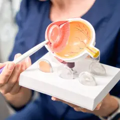 Model oka z pokazaną soczewką i rogówką, wskazywany przez osobę w granatowej bluzie.