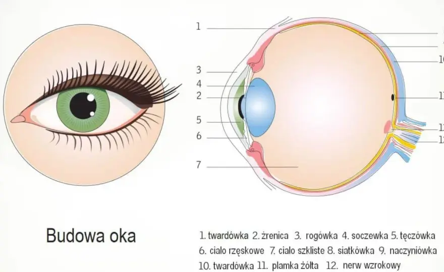 Budowa oka - jak działa wzrok i kiedy do okulisty?