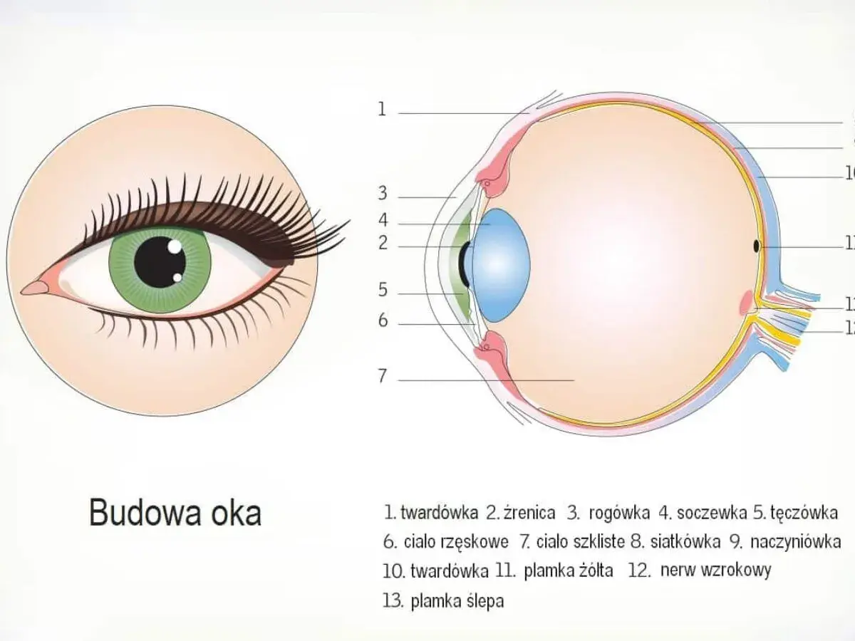 Schemat budowy ludzkiego oka z zaznaczonymi elementami: tęczówka, źrenica, soczewka, siatkówka i nerw wzrokowy.